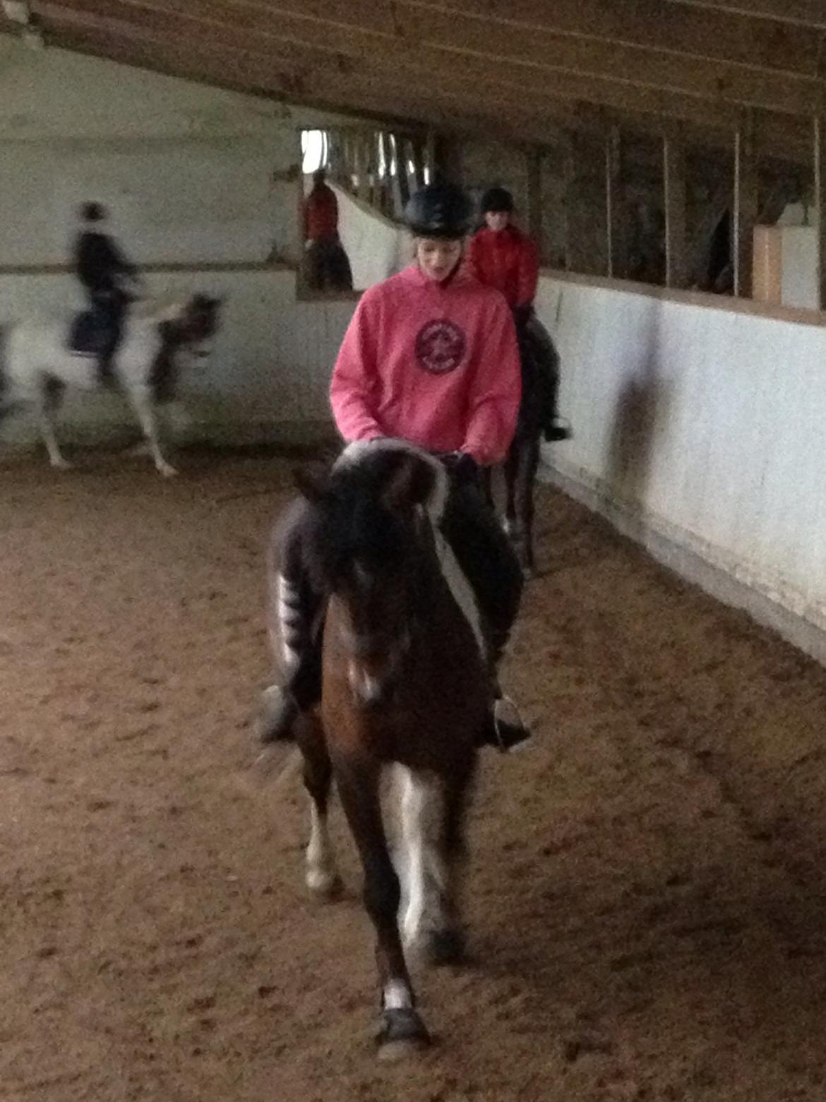 Pinto Joey Moe billede 13