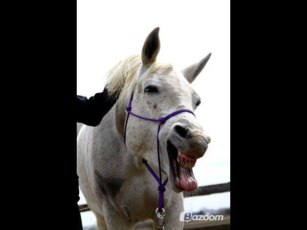 Shagya Araber (SH) Sv's O'balina Lightwood<3 billede 20