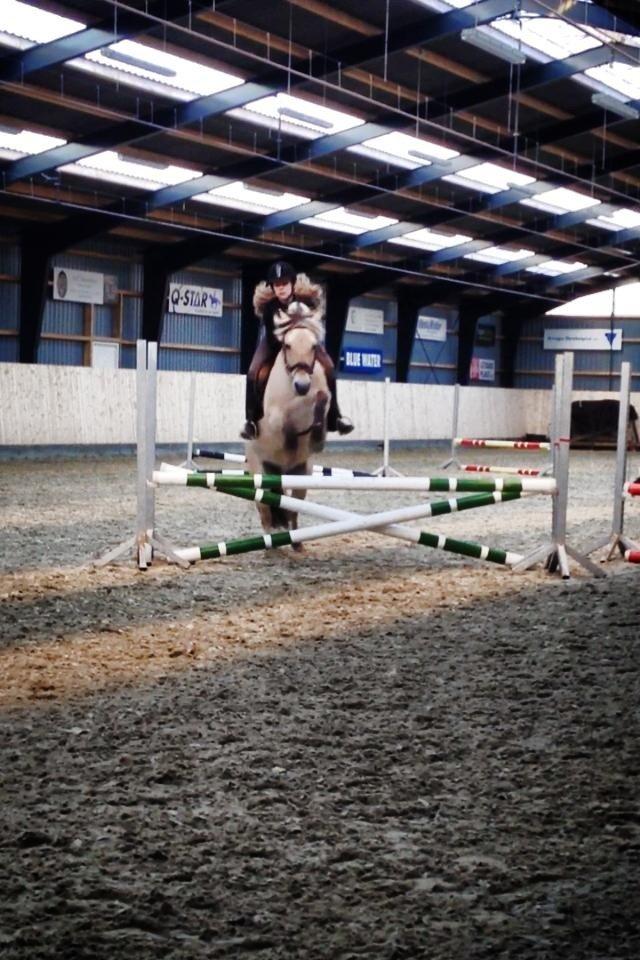 Fjordhest Freja <3 - 80 cm! <3 billede 1