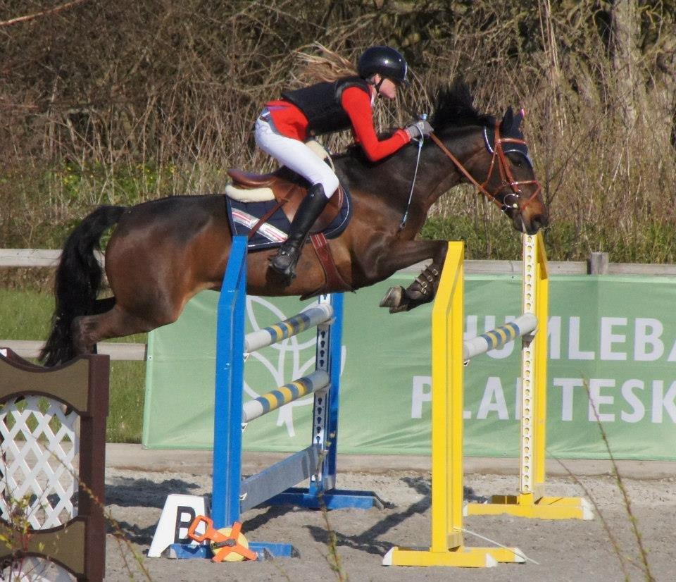 New Forest SØGÅRDENS U-TURN  ** B-pony**  billede 1