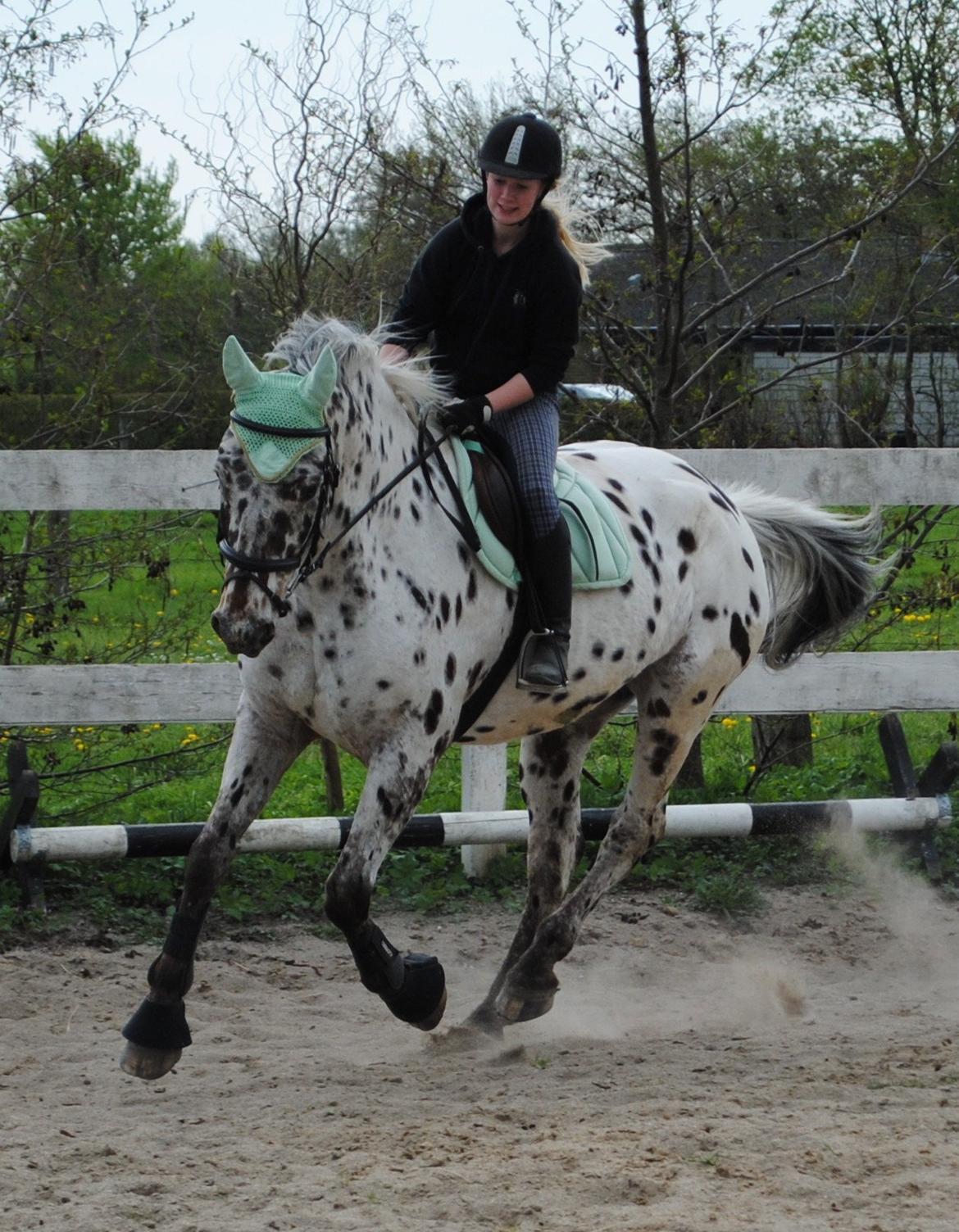 Knabstrupper Max billede 1