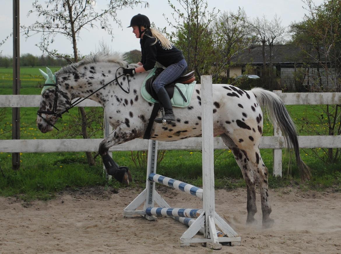 Knabstrupper Max billede 2