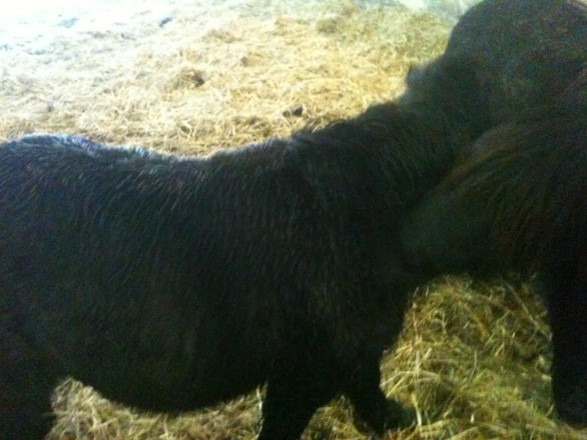 Shetlænder Winsor - 2013.. Sidste billede jeg fik af bette manden, som startede min ride lyst... billede 3