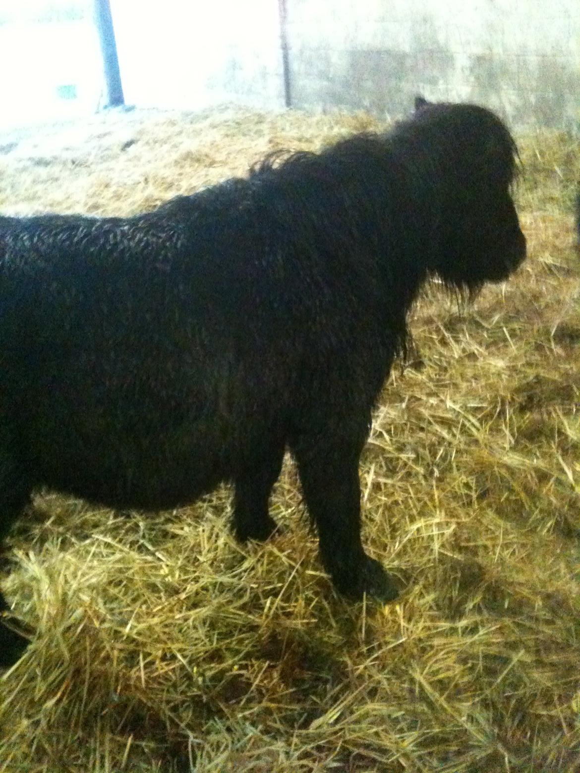 Shetlænder Winsor - <3 I will always remember you sweety! billede 1