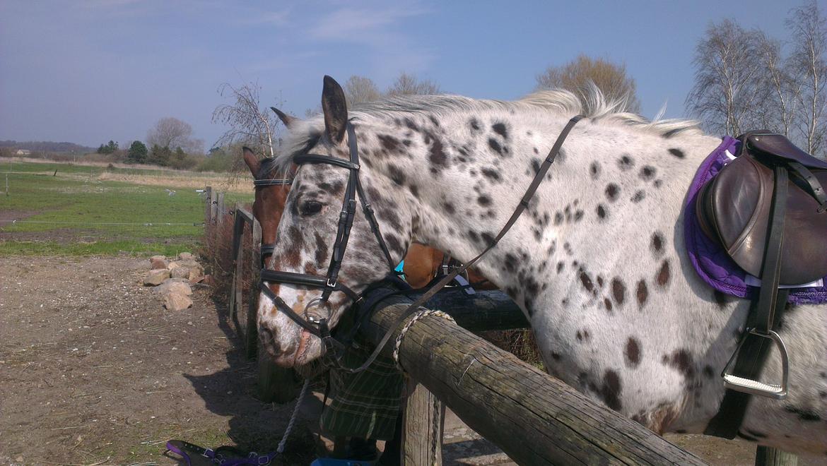 Knabstrupper Max billede 3