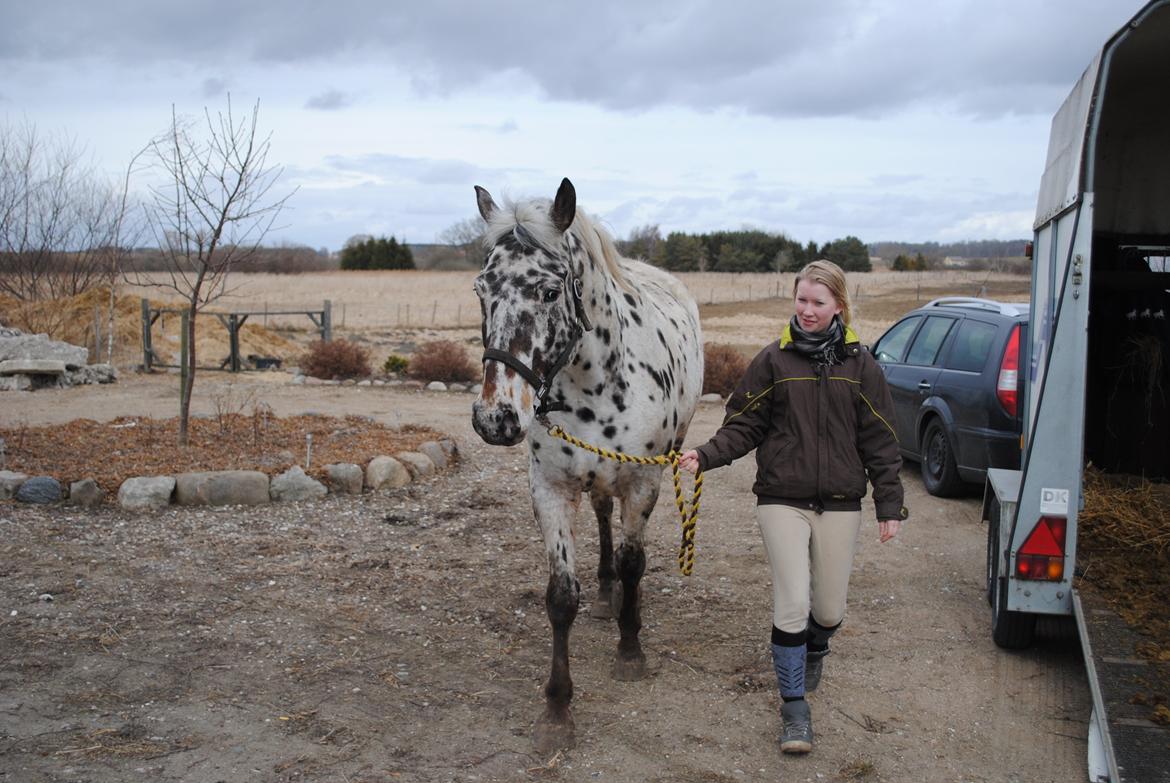 Knabstrupper Max billede 4