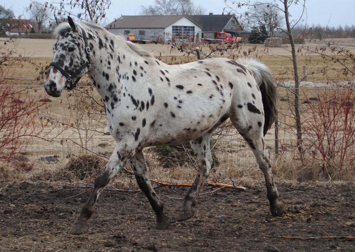 Knabstrupper Max billede 5