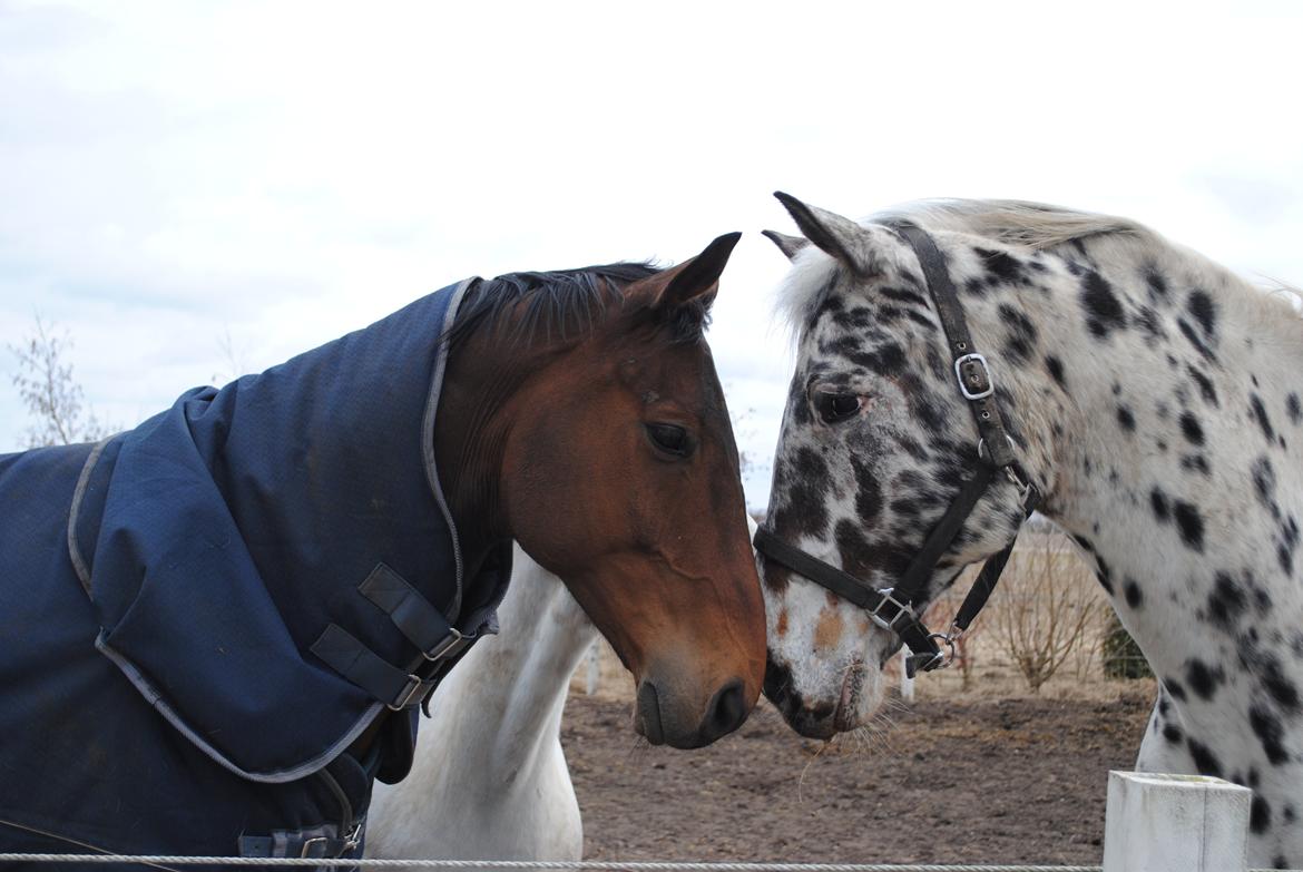 Knabstrupper Max billede 6