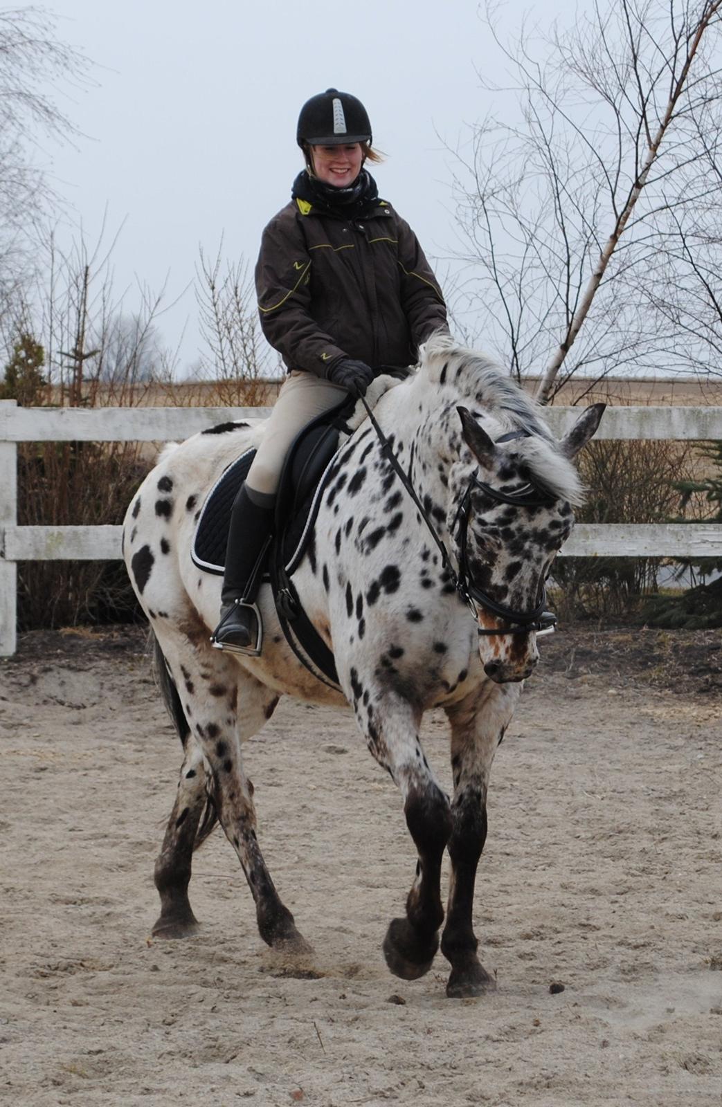 Knabstrupper Max billede 7