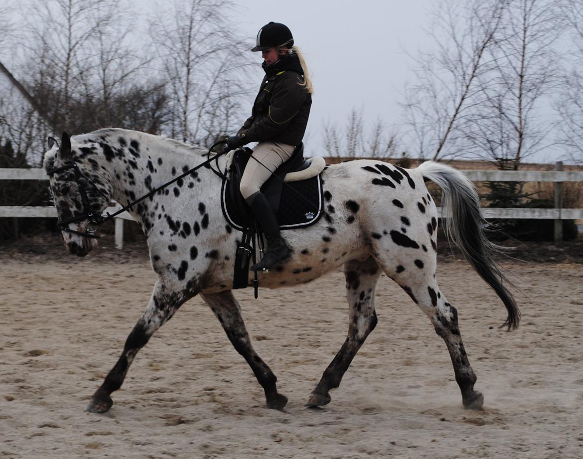 Knabstrupper Max billede 8