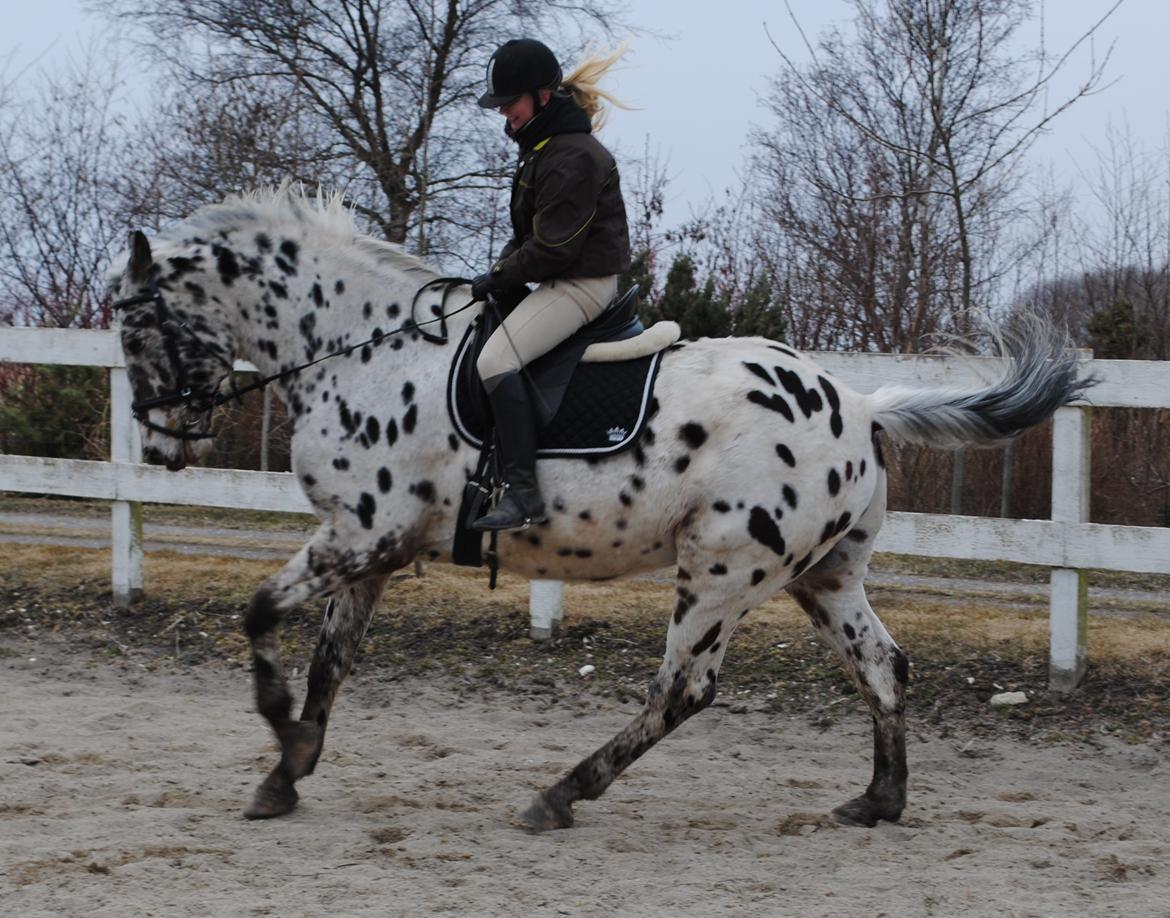 Knabstrupper Max billede 9