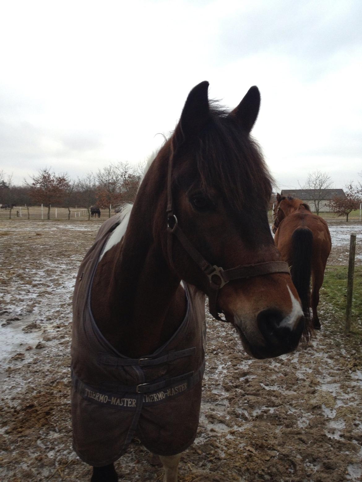 Pinto Joey Moe billede 2