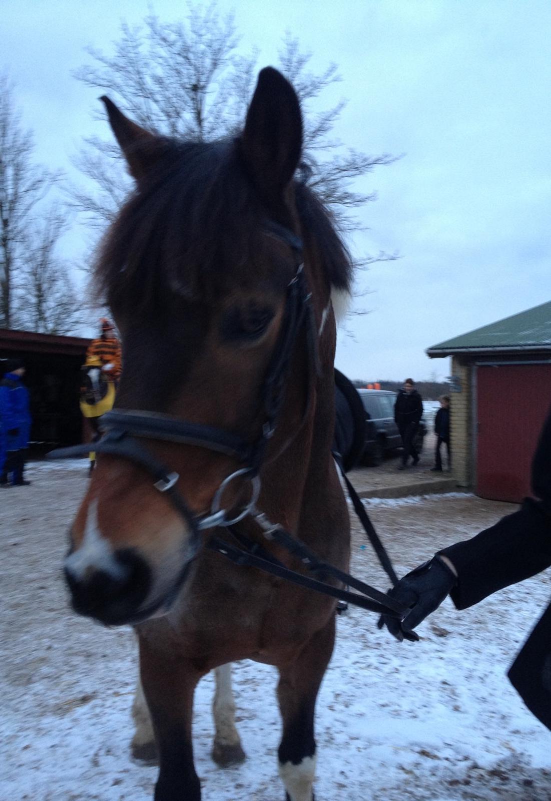 Pinto Joey Moe billede 3