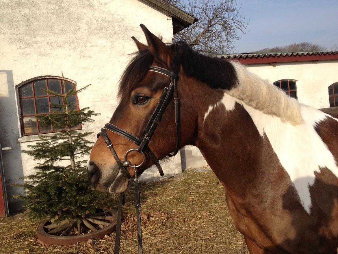 Pinto Joey Moe billede 6