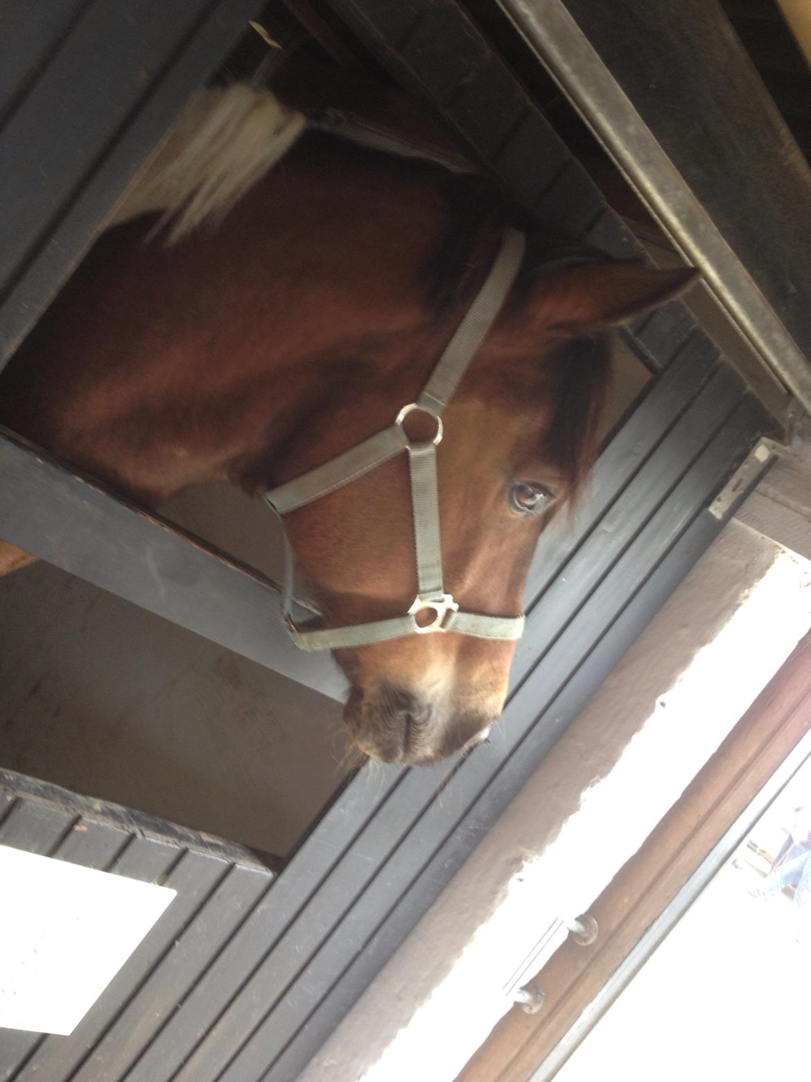 Pinto Joey Moe billede 7