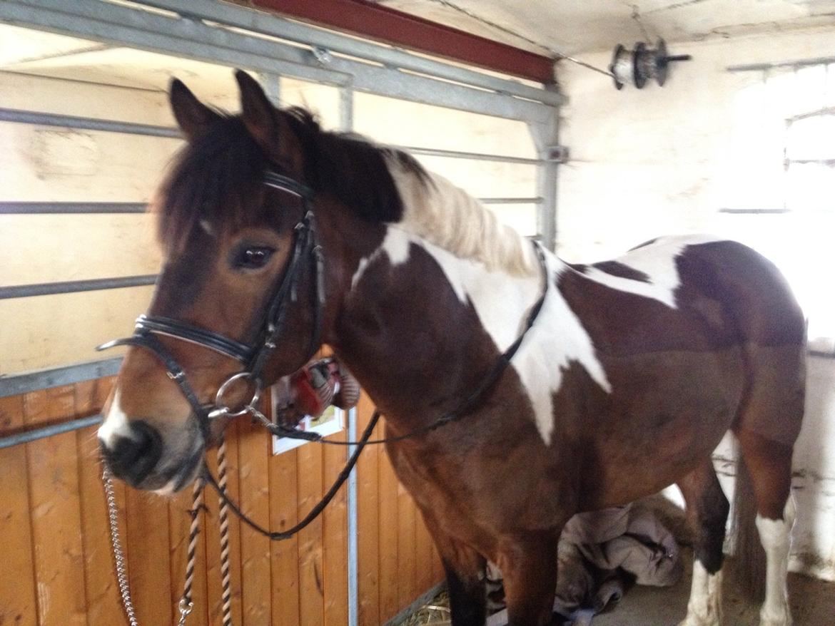 Pinto Joey Moe billede 8