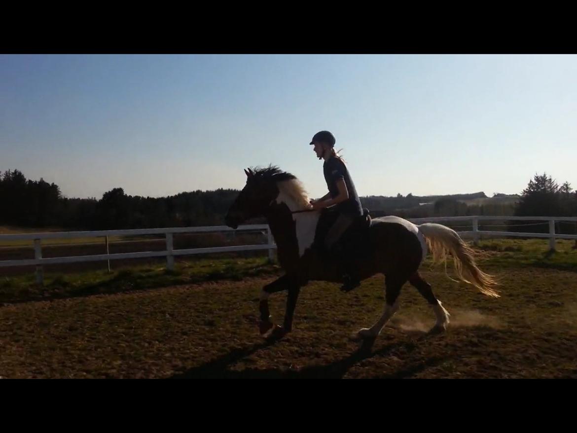 Pinto Joey Moe billede 9