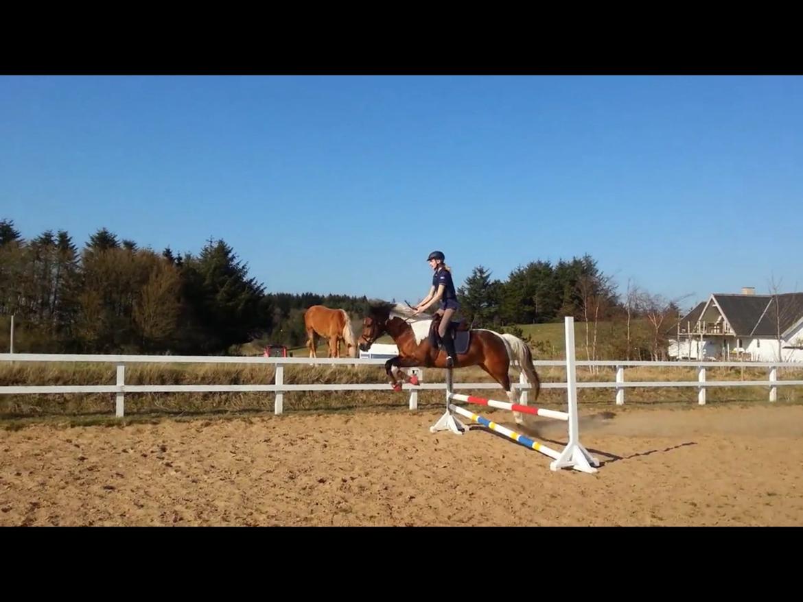 Pinto Joey Moe billede 10