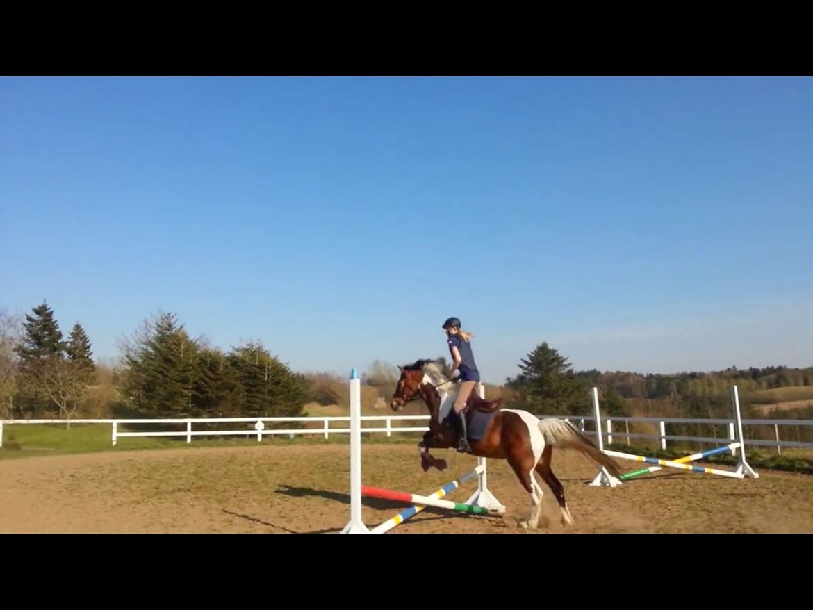 Pinto Joey Moe billede 14