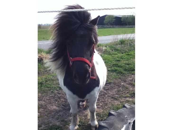 {{currentPhoto.altText}} billede {{currentPhoto.number}}