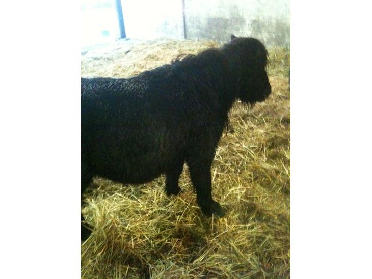 {{currentPhoto.altText}} billede {{currentPhoto.number}}