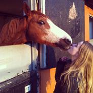 Hollandsk Sportspony Ferrari
