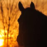 Hannoveraner Winnipeg