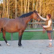 Hannoveraner Winnipeg