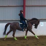 DSP Møgelholts Eternity