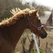 Anden særlig race Wilma