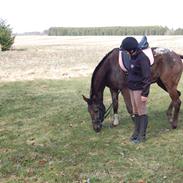 Anden særlig race Stald Flyings Migthy M Magpie