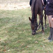 Anden særlig race Stald Flyings Migthy M Magpie