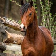 Arabisk fuldblod (OX) TU Chaplin