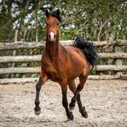 Arabisk fuldblod (OX) TU Chaplin