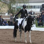 Pinto Lyngholms Maddie<3 B-pony