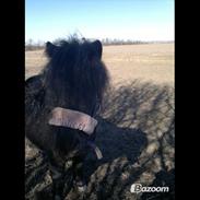 Shetlænder Rikke!<3