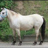 Anden særlig race Tougher