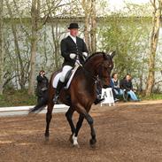 Dansk Varmblod Enormous Amadæus