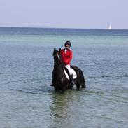 Welsh Partbred (Sec F) Chili's Zappa