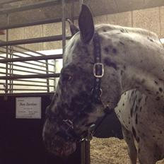 Knabstrupper Storlunds Don Zantino