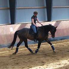 Trakehner Rødhøjs Chopstar