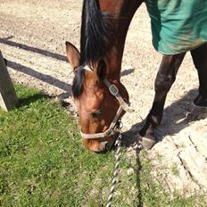 Anden særlig race Ricki