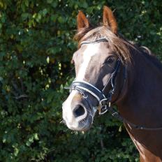 Welsh Cob (sec D) Mister Hougård B-PONY