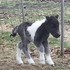 Dansk Miniature Sønderhedens Wilma Z