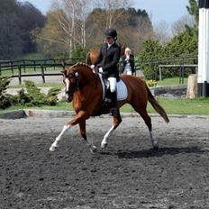 Dansk Varmblod Peau-Rouge