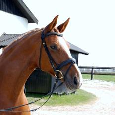 Dansk Varmblod Peau-Rouge