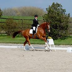 Dansk Varmblod Peau-Rouge