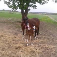 Anden særlig race Nørregaardens Lorenzo