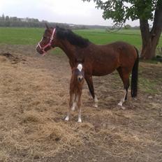 Anden særlig race Nørregaardens Lorenzo