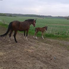 Anden særlig race Nørregaardens Lorenzo